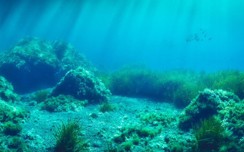 Posidonia oceánica